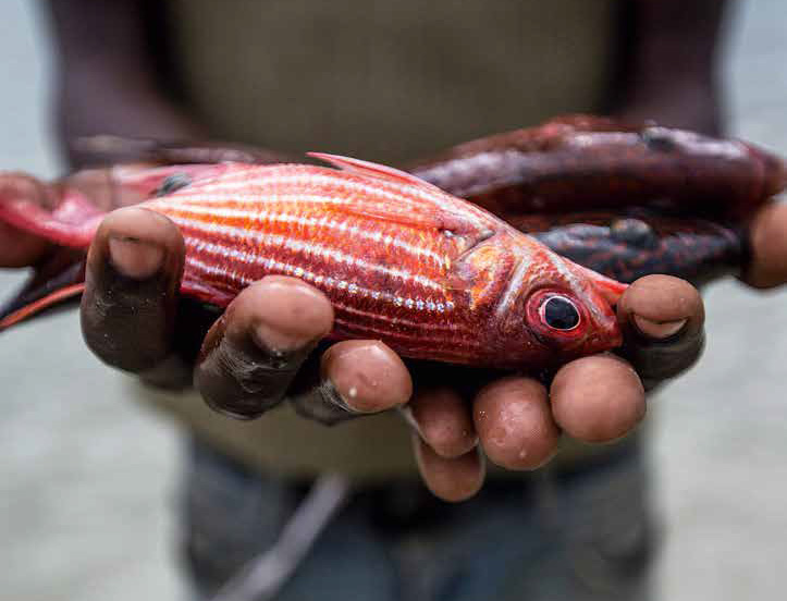 Fisherman holding fish in his hands, Mafamede, Mozambique. Mafamede is part of the protect area of Primeiras e Segundas.