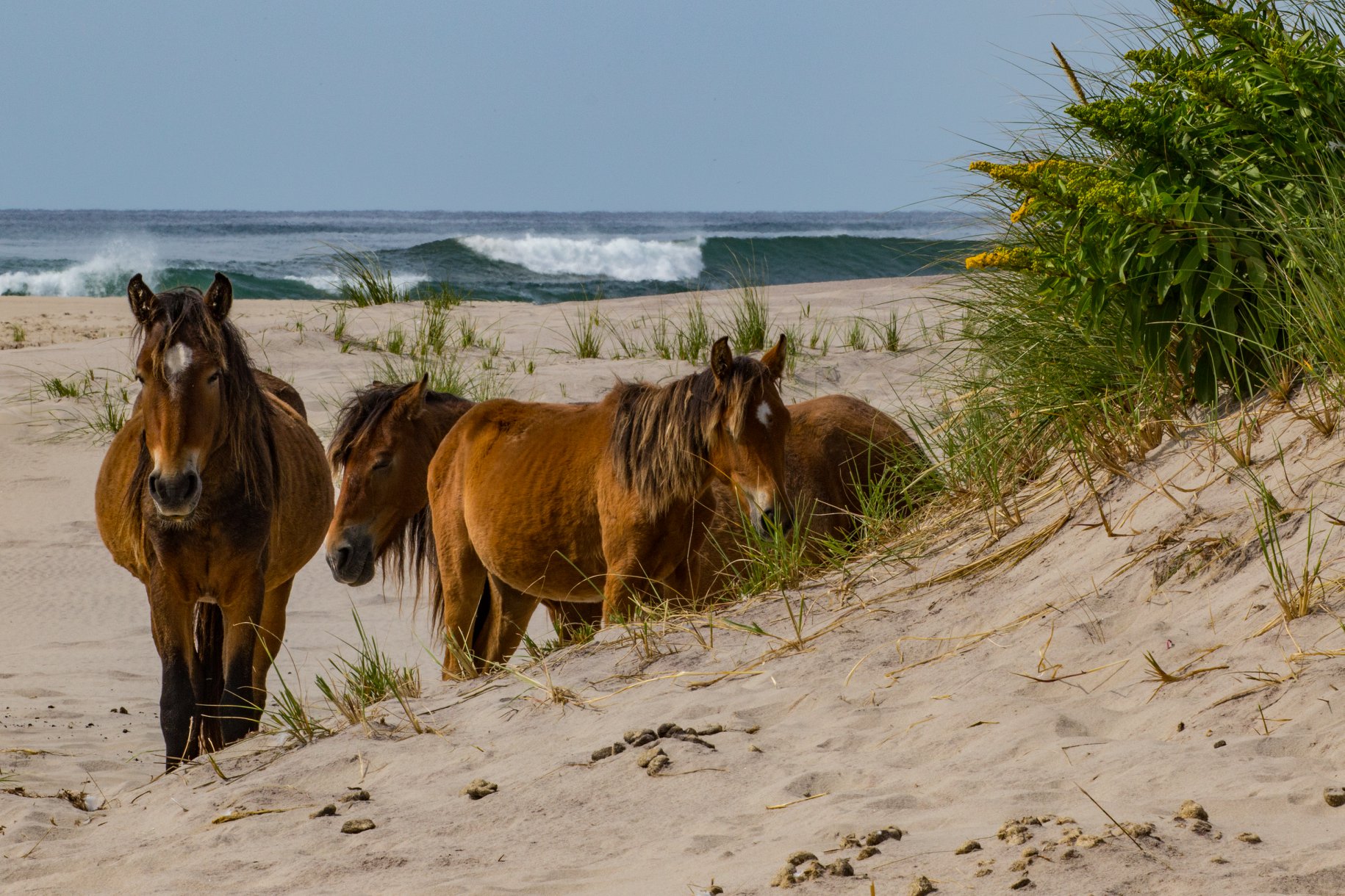 Sable Island Horses
