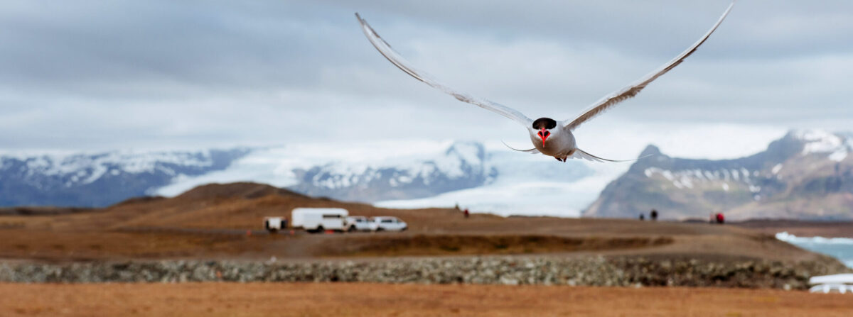 Arctic Tern